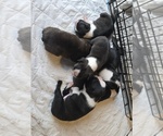 Small Boston Terrier