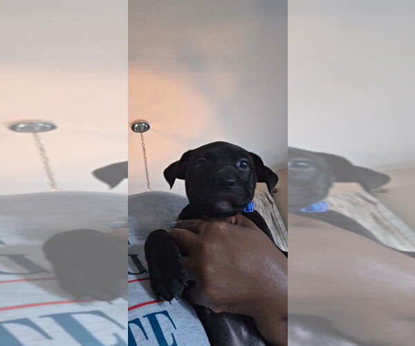 Medium Photo #4 American Pit Bull Terrier Puppy For Sale in CHARLOTTE, NC, USA