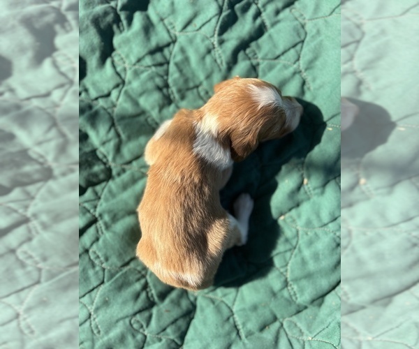 Medium Photo #2 Brittany Puppy For Sale in FISHER, IL, USA