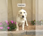Small #4 Labrador Retriever
