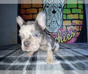 Medium French Bulldog