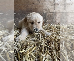 Golden Retriever Puppy for sale in LIME SPRINGS, IA, USA
