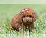 Small Photo #95 Maltipoo (Miniature) Puppy For Sale in WARSAW, IN, USA