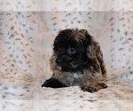 Small #8 Yorkiepoo mix (+ Poodle Toy)