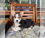 Beckham - Male Pembroke Welsh Corgi Puppy for Sale - Photo #3