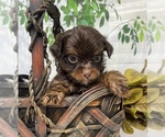 Puppy Hershey chocola Shorkie Tzu