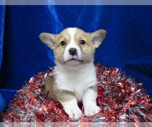 Pembroke Welsh Corgi Puppy for sale in NORWOOD, MO, USA