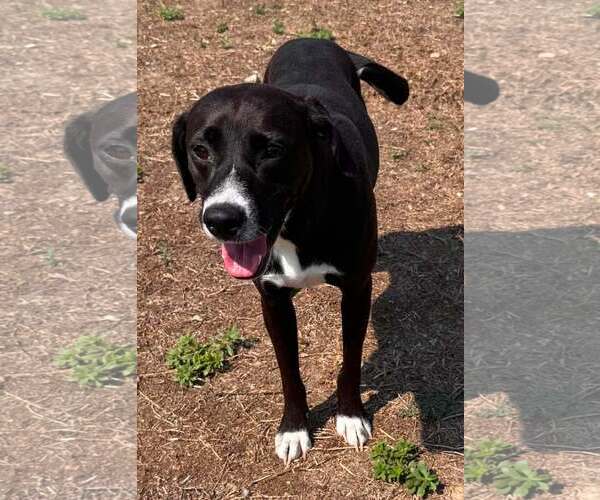 Medium Photo #3 Mutt Puppy For Sale in Shelburne, VT, USA