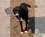 Small #2 Mutt