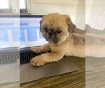 Small #2 Shih Tzu