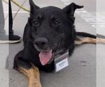 Santiago - Adopted! - Male Mutt Dog for Adoption - Small photo