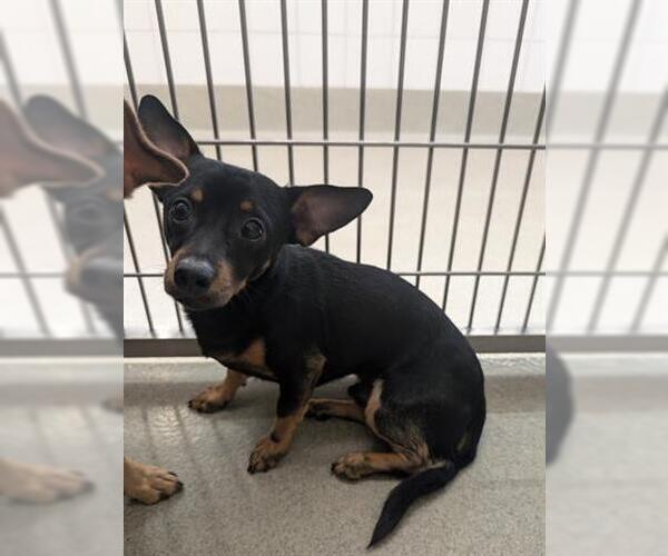 Medium Photo #1 Chihuahua Puppy For Sale in San Martin, CA, USA