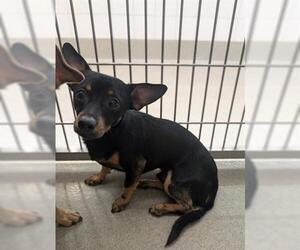 Chihuahua Dogs for adoption in San Martin, CA, USA