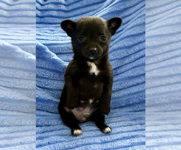 Medium Photo #1 Chihuahua Puppy For Sale in FAIR HAVEN, MI, USA