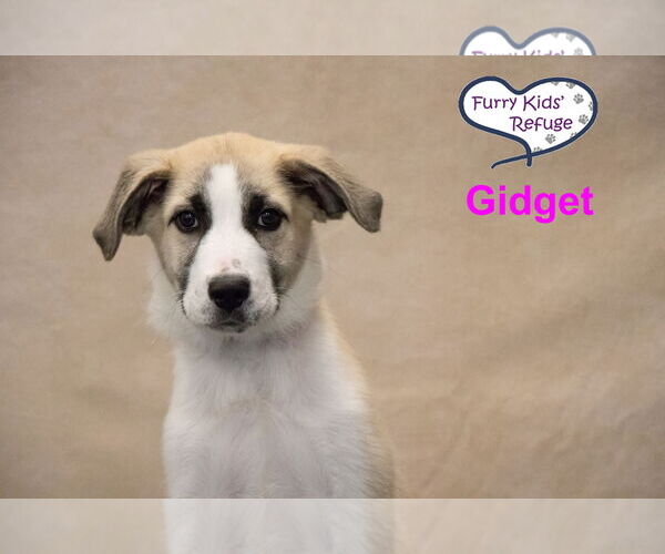 Medium Photo #1 Anatolian Pyrenees Puppy For Sale in Lee's Summit, MO, USA