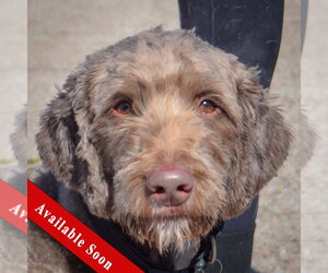Chocolate Labrador retriever-Unknown Mix Dogs for adoption in Huntley, IL, USA