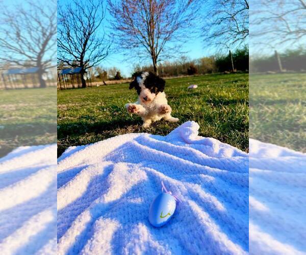 Medium Photo #3 Bernedoodle-Doodle Mix Puppy For Sale in BLUE SPRINGS, MO, USA