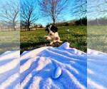 Small #2 Bernedoodle-Doodle Mix