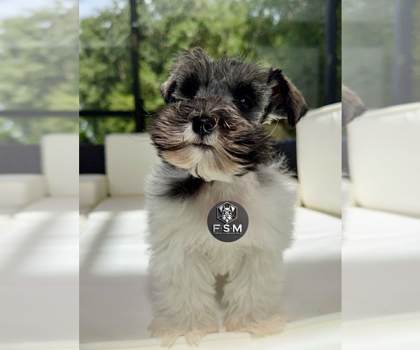 Medium Photo #4 Schnauzer (Miniature) Puppy For Sale in KISSIMMEE, FL, USA