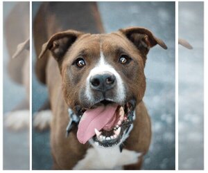 American Staffordshire Terrier-Boxer Mix Dogs for adoption in Austin, TX, USA