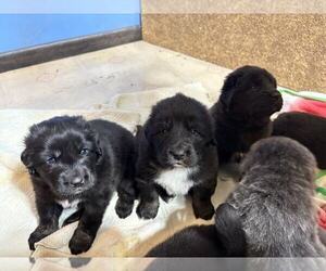 Tibetan Mastiff Puppy for Sale in GREENWICH, New York USA