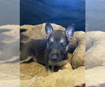 Small Photo #1 Malinois Puppy For Sale in HARRISON, AR, USA