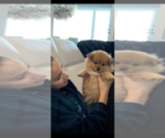 Small Photo #2 Pomeranian Puppy For Sale in AUSTIN, TX, USA