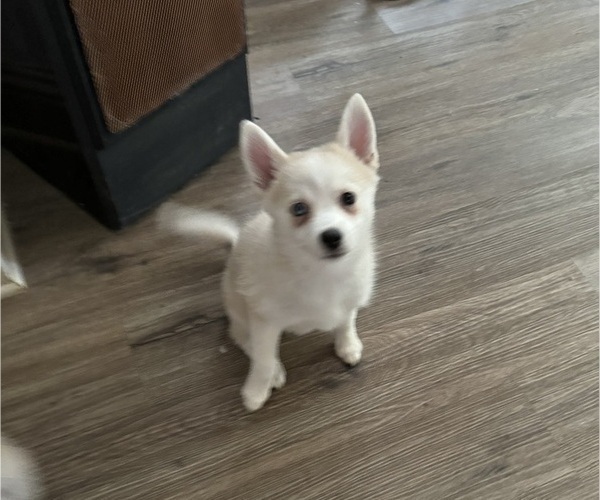 Medium Photo #204 Pomsky Puppy For Sale in LOVELAND, CO, USA
