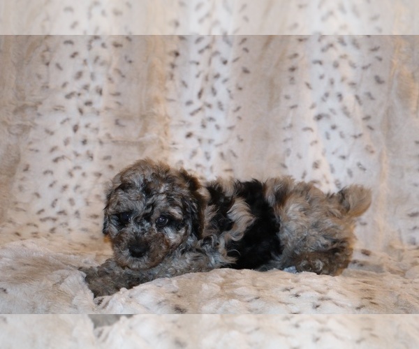Medium Photo #7 Poodle (Toy) Puppy For Sale in DYERSBURG, TN, USA