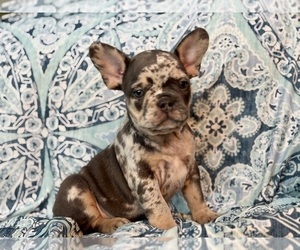 French Bulldog Puppy for sale in NEWTON, NJ, USA
