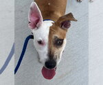 Small #4 Mutt