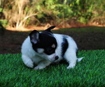 Small Photo #7 Chiranian Puppy For Sale in SAINT AUGUSTINE, FL, USA