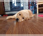 Small Photo #4 Golden Retriever Puppy For Sale in PEYTON, CO, USA