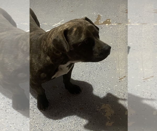 Medium Photo #1 American Bully Puppy For Sale in CALUMET CITY, IL, USA
