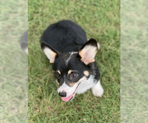 Medium Photo #3 Pembroke Welsh Corgi Puppy For Sale in COMANCHE, TX, USA