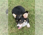 Small #2 Pembroke Welsh Corgi