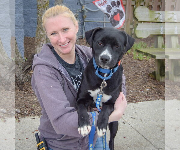 Medium Photo #3 Boxer-Unknown Mix Puppy For Sale in Huntley, IL, USA