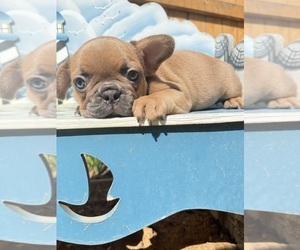French Bulldog Puppy for sale in ELK GROVE, CA, USA