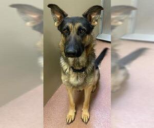 German Shepherd Dog Dogs for adoption in Ogden, UT, USA