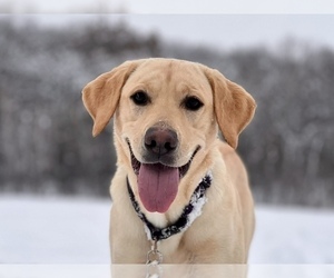 Mother of the Labrador Retriever puppies born on 03/31/2026