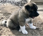 Small Photo #3 Akita Puppy For Sale in SHELBY, NC, USA