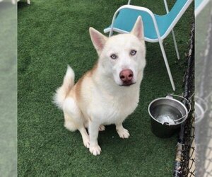 Horchata - Male Huskies -Siberian Husky Mix Dog for Adoption - Photo #2