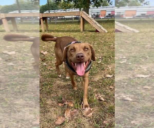 Medium Photo #3 Labrador Retriever-Unknown Mix Puppy For Sale in South Bend, IN, USA