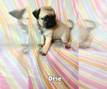 Puppy Orie Pug