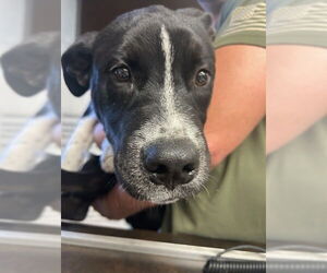 American Pit Bull Terrier-Siberian Husky Mix Dogs for adoption in Stockton, CA, USA