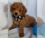 Small Photo #5 Poodle (Toy) Puppy For Sale in BUFFALO, MO, USA