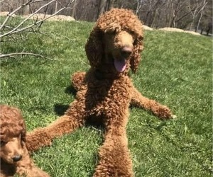 Father of the Poodle (Standard) puppies born on 05/20/2025