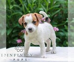 Small #1 Jack Tzu