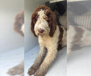 Poodle (Standard)-Unknown Mix Dogs for adoption in Houston, TX, USA