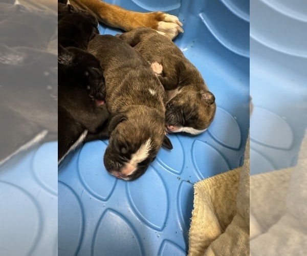 Medium Photo #1 Boxer Puppy For Sale in NEW LONDON, IA, USA